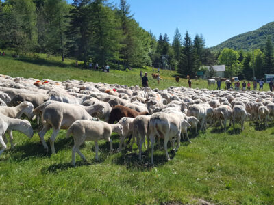 Transhumance au Mont Aigoual